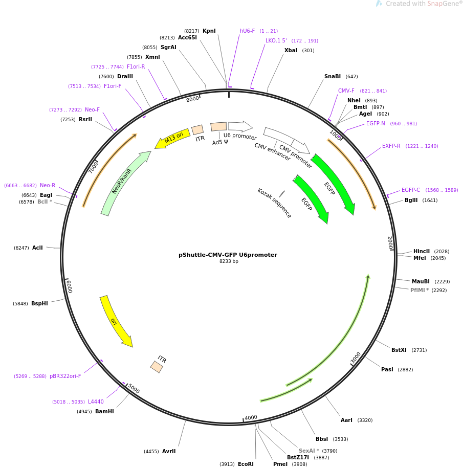pShuttle-CMV-GFP U6promoter质粒图谱